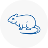 Rat Control Stroud